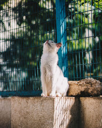 Cat sitting in a fence