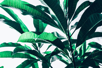 Low angle view of leaves against sky