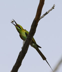 Low angle view of bird perching on tree against clear sky