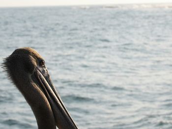 Close-up of pelican in sea