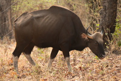 Side view of a cow outdoors