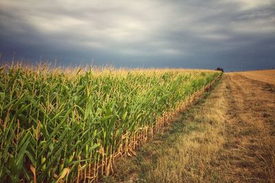 Scenic view of field against cloudy sky