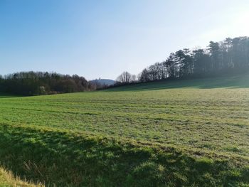 Scenic view of field against clear sky