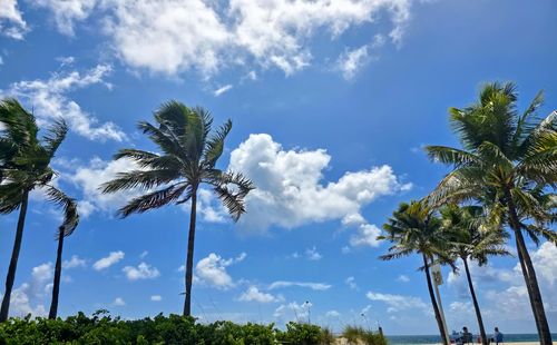 palm tree