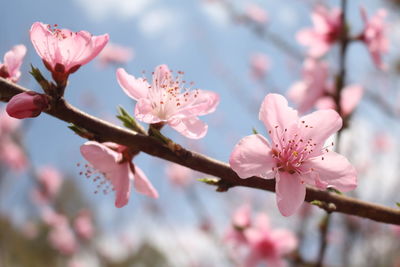 Close-up of cherry blossoms in spring