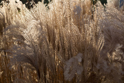 Close-up of snow