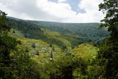 Scenic view of landscape against sky