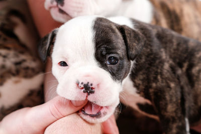 Cropped hand holding english bulldog puppy on hardwood floor