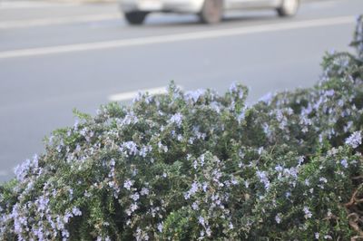 Close-up of snow on plant