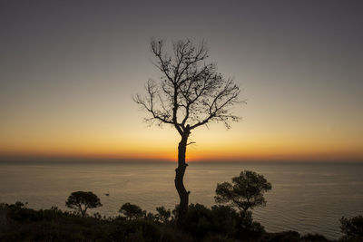 Silhouette bare tree by sea against sky during sunset