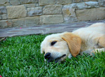 Close-up of dog lying on grass