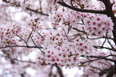 Low angle view of cherry blossom