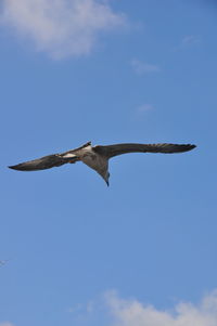 Low angle view of bird flying against sky