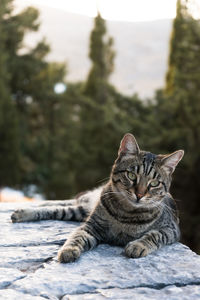 Portrait of a cat sitting outdoors