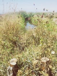 Plants growing on field