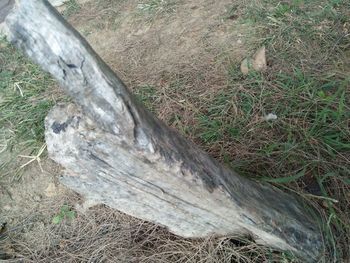 High angle view of tree trunk in field