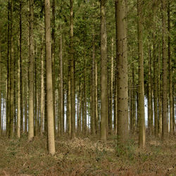 View of trees in forest