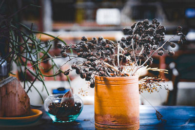 Close-up of potted plant on table