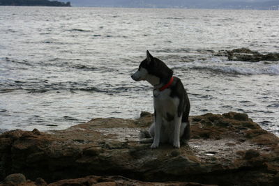 Dog standing on shore