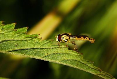 Close-up of insect on plant