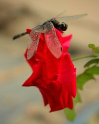 Close-up of red flower against blurred background