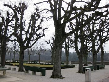 Bare trees against sky