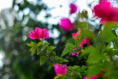 Close-up of pink flowering plants