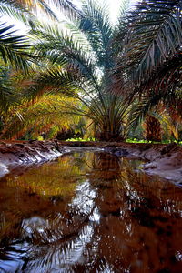 Scenic view of palm trees by lake