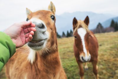 Horse standing on field