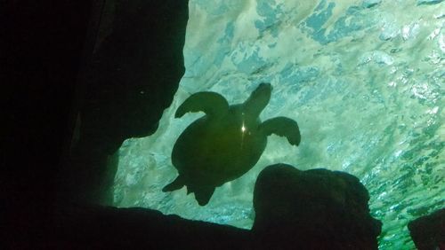 Silhouette man swimming in aquarium