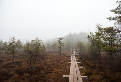 Trees in forest against sky