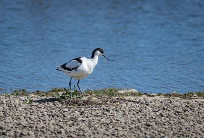 Bird on beach by lake