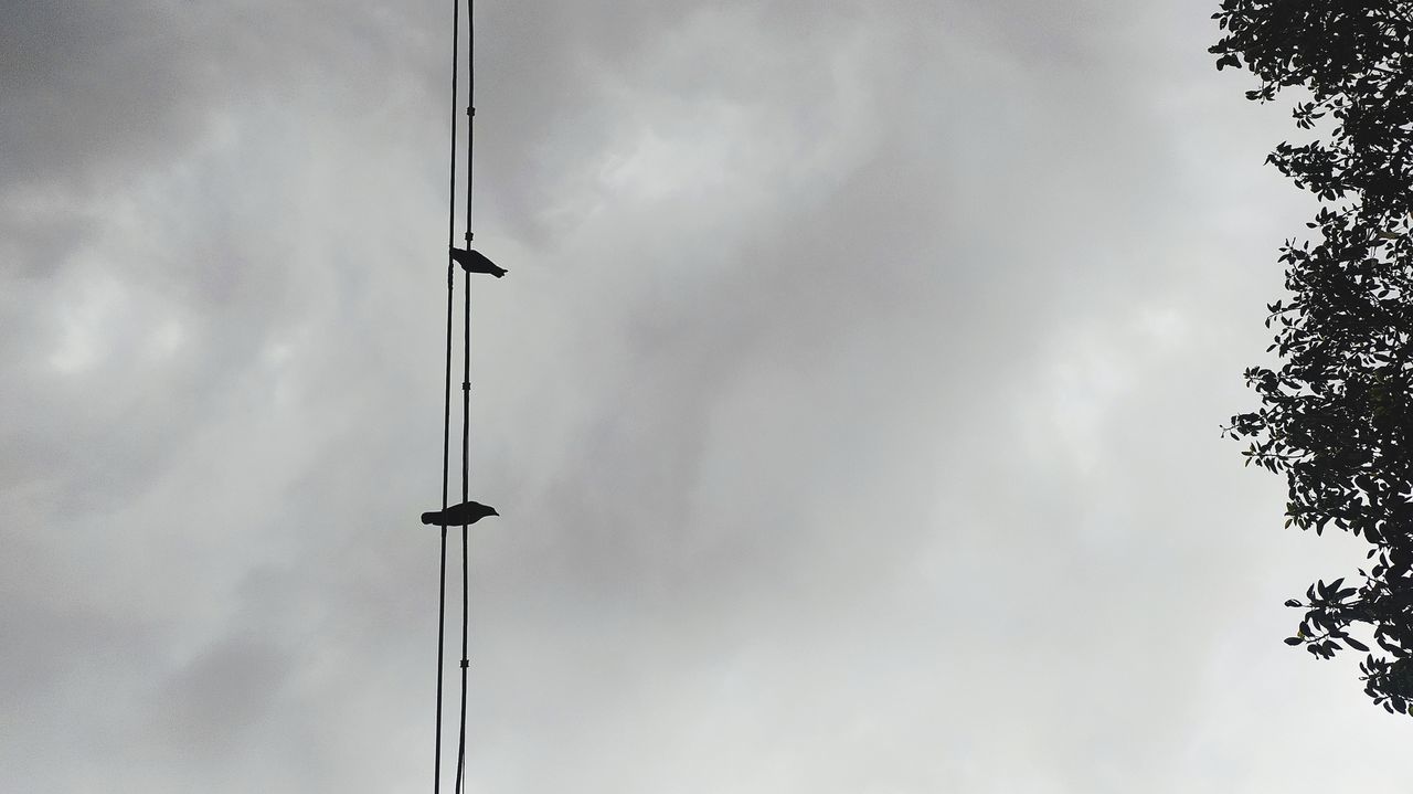 LOW ANGLE VIEW OF SILHOUETTE STREET LIGHTS AGAINST SKY