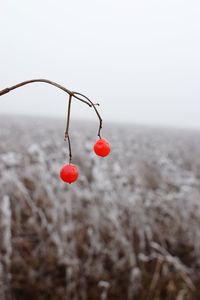 Close-up of red berries on water against sky