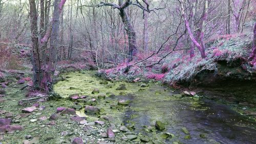 Trees in forest