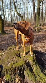 Dog standing in forest