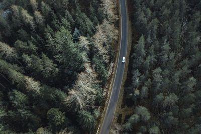 Road amidst trees in forest against sky