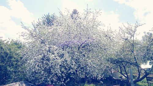 Low angle view of blooming tree against sky