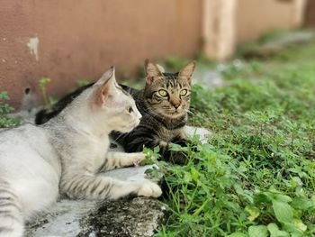 Portrait of cat sitting on grass