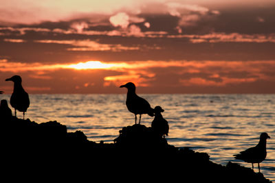 Silhouette birds on beach against sky during sunset