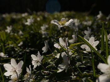 Close-up of white flowering plant on field