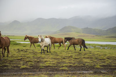 Horses grazing on field against mountains