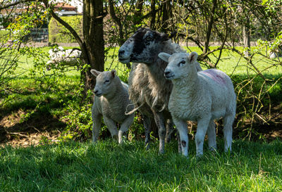 Four week old lambs and sheep low angle view portrait in green grass field family group