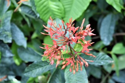 Close-up of red flowering plant