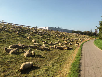 View of sheep on field against clear sky