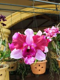 Close-up of pink flowers blooming outdoors