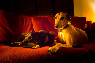 Close-up of dog relaxing on sofa at home