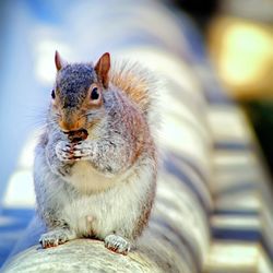 Close-up of meerkat holding outdoors