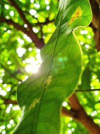 Low angle view of leaves on tree