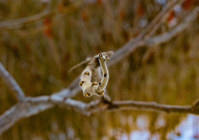 Close-up of frozen plant on tree during winter